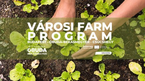 Városi farm program